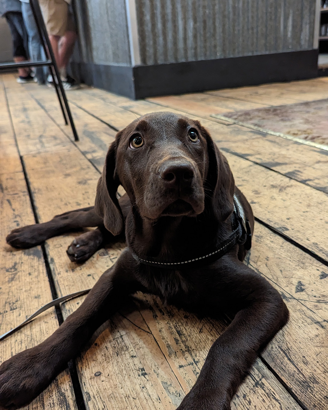 Dog Friendly